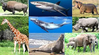 Top 10 Largest Animals in the World – Biggest Creatures Ever