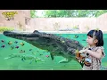 Lagu Ketemu Buaya Raksasa, Kadal dan Ikan Menyala di Aquarium Kebun Binatang