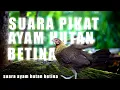 Download Lagu Suara AYAM HUTAN Betina Memanggil Jantan
