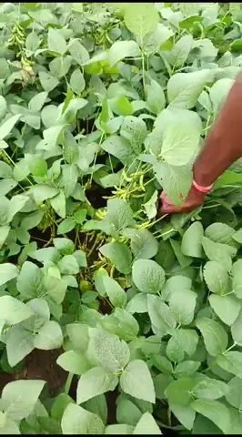 उज्जैन के किसान ने सोयाबीन की उत्तम फसल का बताया कैसा तरीका | वनइंडिया हिंदी