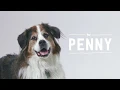 The Office Dogs of "I and love and you"