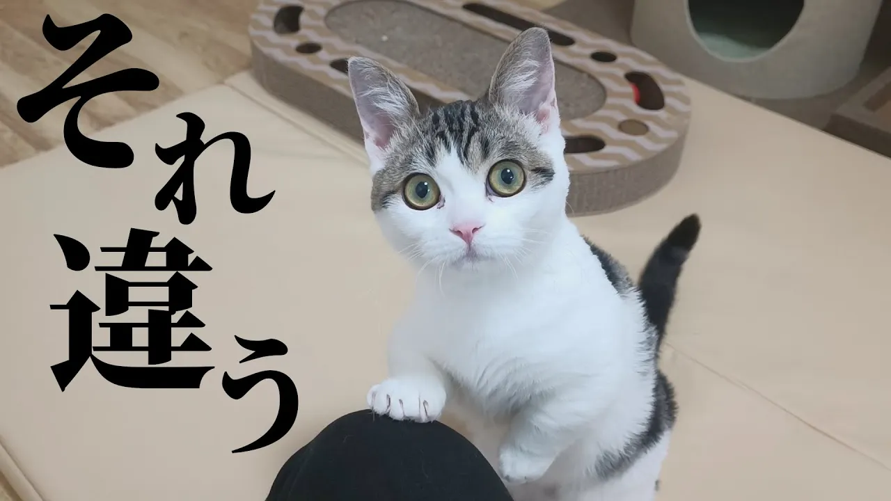 子猫が何かを要求しているので答えてみると…?