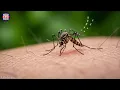 🦟 the MOSQUITO SOUND – listen ANIMAL SOUNDS! – the best sound effects