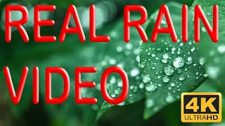 REAL RAIN AND FOOTAGE - 10 HOURS