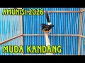 Download Lagu RASA HUTAN 🔥
