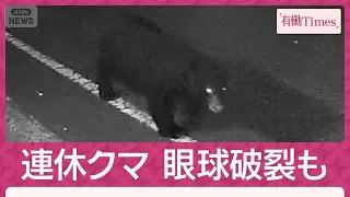 眼球破裂大ケガも…連休にクマ続出 京都“美山”うなぎ名店 気仙沼“爆走”独自映像(2026年10月11日)