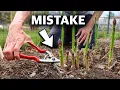 You re Killing Your Asparagus if You Do This 5 MISTAKES You Can t Afford to Make Growing Asparagus