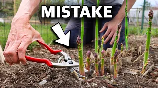 You re Killing Your Asparagus if You Do This 5 MISTAKES You Can t Afford to Make Growing Asparagus