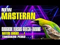 Lagu MASTERAN CUCAK CUNGKOK VS GEREJA TARUNG /Suara Masteran Terbaik