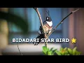 Lagu 🇸🇬 Singapore Bidadari Park's Star Bird: The Elusive Black Baza Revealed #birds
