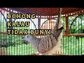 Download Lagu 💥perkutut lokal alam NGOAR MANGGUNG,💯% topcer lawan bunyi