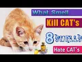 8 Smells Cats Hate the Most What Smell will Repel Cats DIY Cat Repellent Natural Cat Repellent