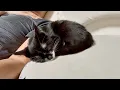 Download Lagu 子猫ちゃぴの様子がおかしい