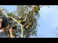 Download Lagu ๐ฏ Berburu Hama Liar Penghabis Durian! Gagal Panen Kalau Dibiarkan! MP3