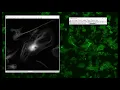 Wide Field Deconvolution with Microvolution
