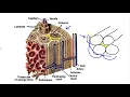 Microscopic Structure of Bone