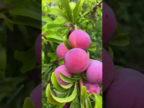 Have you seen such crazy fruits 🍌🍓#shorts #fruits #nature