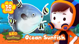 This fish has a feast at the ready ON ITS SKIN! | Leo the Wildlife Ranger | Learning Animal Cartoons