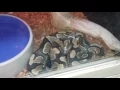 Awesome Critters at Wet Pets dothan al