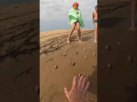 Danger Finds ⚠️ Please don't forget about mussels on the beach