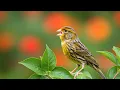 Download Lagu Canary bird songs | canary singing 11am