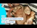 Download Lagu Pasgeboren eekhoorntjes waaien uit boom door storm