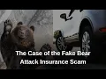 Bear-y Suspicious Will Criminal Charges Be Filed Against Fake Insurance Claimants FindLaw