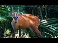 Download Lagu suara khas  memanggil sang kijang di hutan.