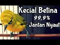 Download Lagu Ciak Kecial Betina, Suara Pleci Kecial Kuning Betina Memanggil Jantan (29/06/20)