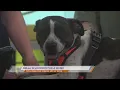 SPCA of East Texas Bella