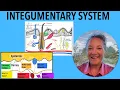 The Integumentary System - Everything your teacher will test you on