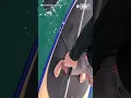 Curious orcas investigate paddleboarder