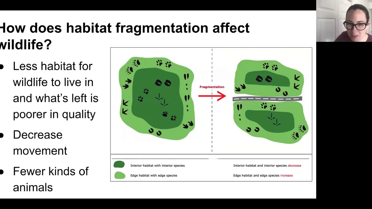 Wildlife, Habitat Fragmentation, and You
