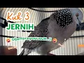 Download Lagu 3 DETIK NYAUT !!! DERKUKU KUK 3 LOKAL ALAM GACOR || Ampuh Untuk Pancingan Yang Lain