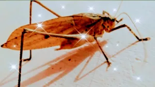 suara belalang kecek walang kecek speed rapat untuk masteran