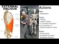 THE EXTERNAL OBLIQUE MUSCLE Skeletal Anatomy Muscular Anatomy Nerve Innervations Exercises