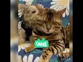 Download Lagu Kucing Muka Jutek
