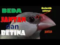Lagu CARA MEMBEDAKAN JANTAN DAN BETINA BURUNG GELATIK JAWA/BELONG/SILVER
