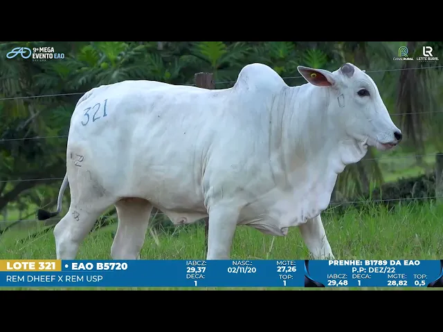 Matriz Nelore EAO-B5720
