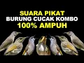 Download Lagu MASTERAN PANCINGAN PIKAT SUARA BURUNG CUCAK KOMBO