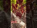 How to grow grapes🍇 agriculture in japan #shorts #vlog #viral #fruit #asmr @Lokeshagrohub #tiktok
