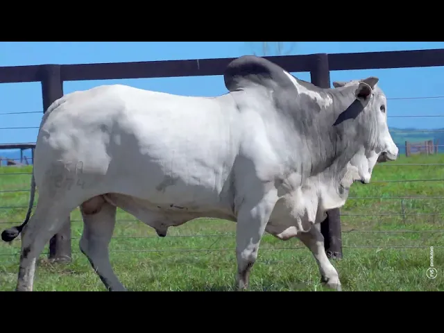Touro Nelore FSA - 2874