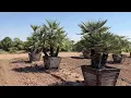 European Fan Palms European Olive s - Sunscape Landscape Nursery Inc
