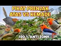 Download Lagu Suara pikat Prenjak Atas Kombinasi Burung Kemade Ampuh💯‼️