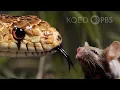 The Twisted Truth About Snake Tongues Deep Look