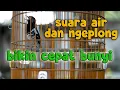 Download Lagu SUARA AIR DAN ANIS KEMBANG GACOR, TERAPI ANIS KEMBANG MACET