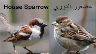 صوت عصفور الدوري Song House Sparrow 