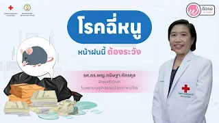 โรคฉี่หนูเกิดจากเชื้ออะไร และสัตว์ชนิดใดเป็นพาหะหลัก