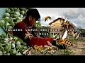 Download Lagu Heboh pagi-pagi pondok di serang ratusan tawon madu warta petani muda hidup di hutan