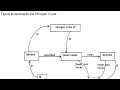 Biology paper 2 - Nitrogen Cycle exam revision questions and answers